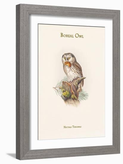 Nyctale Tengmali - Boreal Owl-John Gould-Framed Art Print