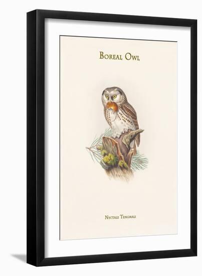 Nyctale Tengmali - Boreal Owl-John Gould-Framed Art Print