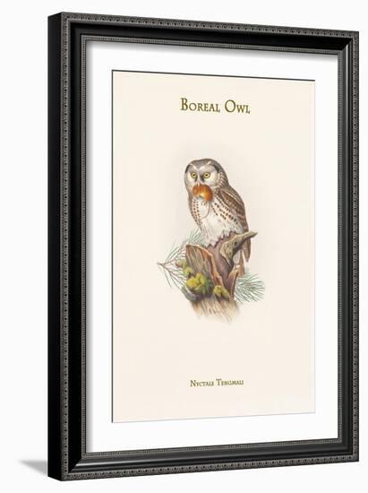 Nyctale Tengmali - Boreal Owl-John Gould-Framed Art Print