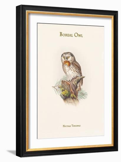 Nyctale Tengmali - Boreal Owl-John Gould-Framed Art Print