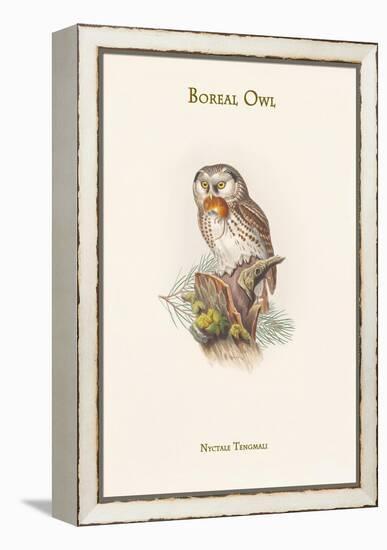 Nyctale Tengmali - Boreal Owl-John Gould-Framed Stretched Canvas