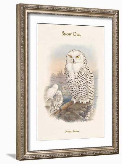 Nyctea Nivea - Snow Owl-John Gould-Framed Art Print