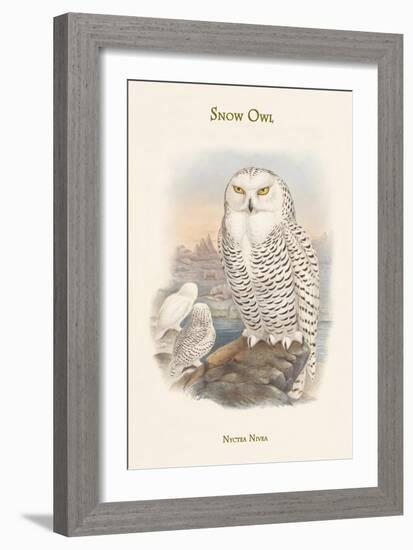 Nyctea Nivea - Snow Owl-John Gould-Framed Art Print