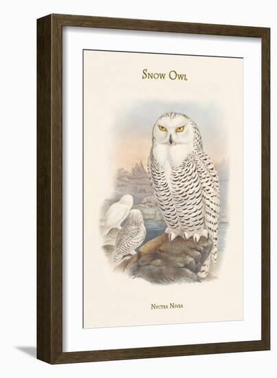 Nyctea Nivea - Snow Owl-John Gould-Framed Art Print