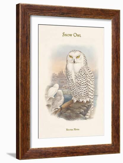 Nyctea Nivea - Snow Owl-John Gould-Framed Art Print