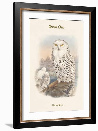 Nyctea Nivea - Snow Owl-John Gould-Framed Art Print