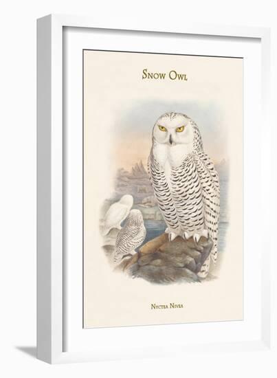 Nyctea Nivea - Snow Owl-John Gould-Framed Art Print