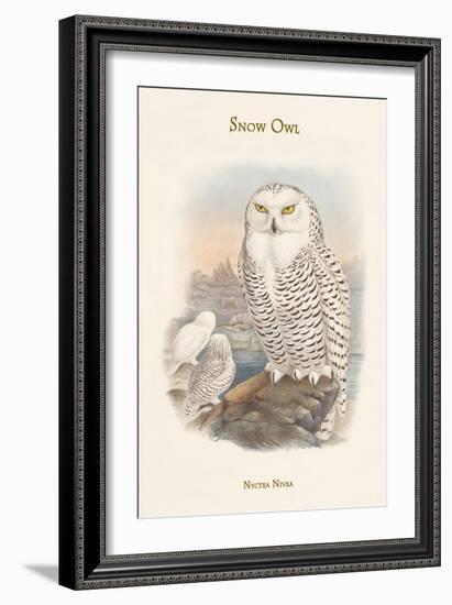 Nyctea Nivea - Snow Owl-John Gould-Framed Art Print