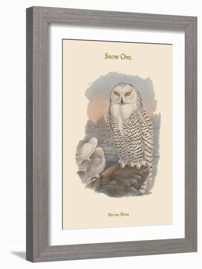 Nyctea Nivea - Snow Owl-John Gould-Framed Art Print