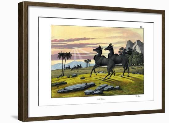 Nylghau, 1860-null-Framed Giclee Print