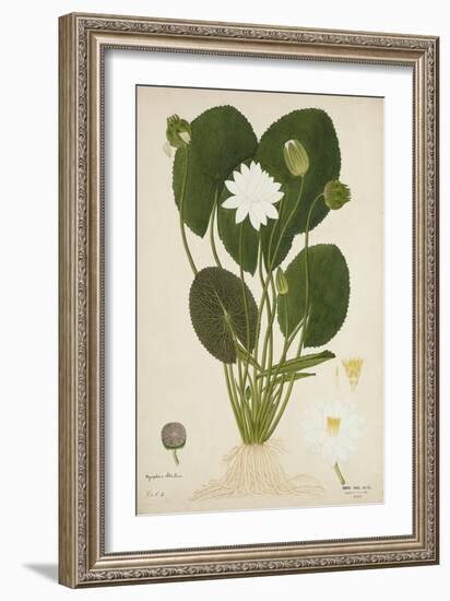 Nymphaea Lotus Linn, 1800-10-null-Framed Giclee Print