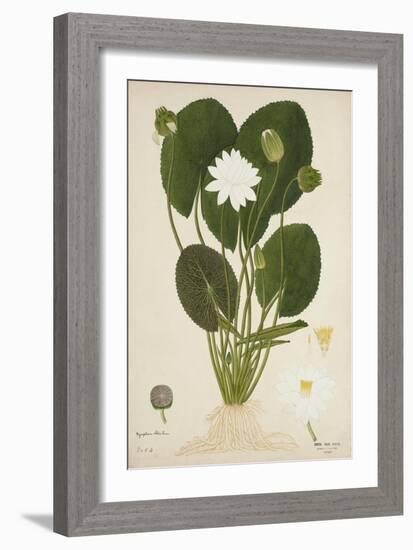 Nymphaea Lotus Linn, 1800-10-null-Framed Giclee Print