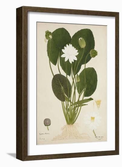 Nymphaea Lotus Linn, 1800-10-null-Framed Giclee Print