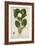 Nymphaea Lotus Linn, 1800-10-null-Framed Giclee Print