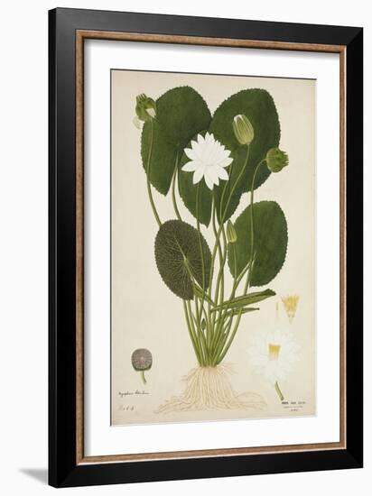 Nymphaea Lotus Linn, 1800-10-null-Framed Giclee Print