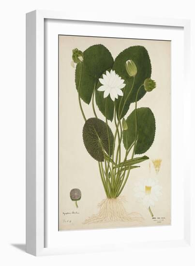 Nymphaea Lotus Linn, 1800-10-null-Framed Giclee Print