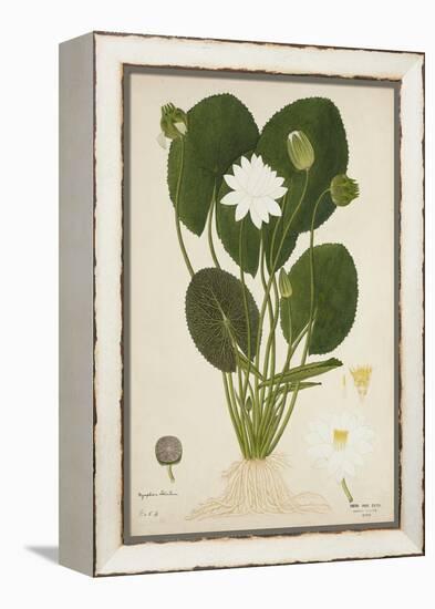 Nymphaea Lotus Linn, 1800-10-null-Framed Premier Image Canvas