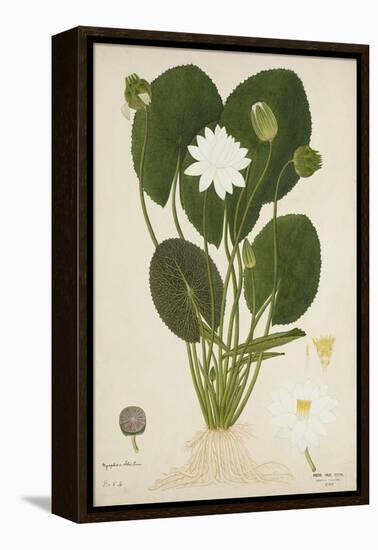 Nymphaea Lotus Linn, 1800-10-null-Framed Premier Image Canvas