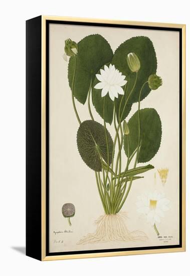 Nymphaea Lotus Linn, 1800-10-null-Framed Premier Image Canvas