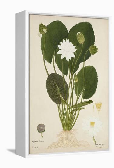 Nymphaea Lotus Linn, 1800-10-null-Framed Premier Image Canvas