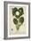 Nymphaea Lotus Linn, 1800-10-null-Framed Premium Giclee Print