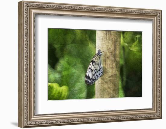 Nymphéa-Viviane Fedieu Daniel-Framed Photographic Print