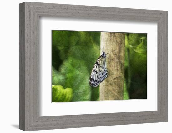 Nymphéa-Viviane Fedieu Daniel-Framed Photographic Print