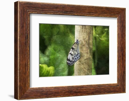 Nymphéa-Viviane Fedieu Daniel-Framed Photographic Print