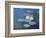 Nympheas: Sun Effects-Claude Monet-Framed Giclee Print