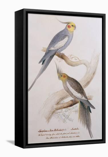 Nymphicus Nova-Hollandice (Gmel.), C.1831-Edward Lear-Framed Premier Image Canvas