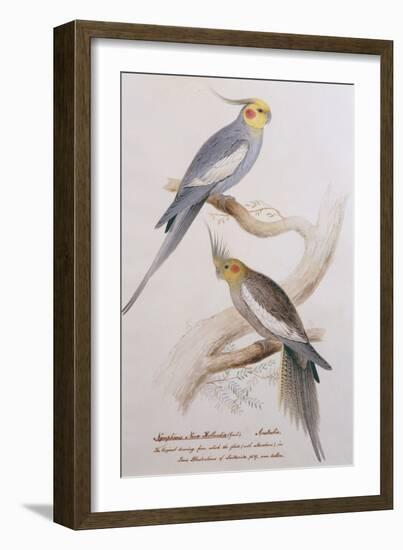 Nymphicus Nova-Hollandice (Gmel.), C.1831-Edward Lear-Framed Giclee Print