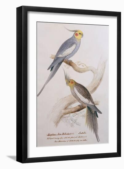 Nymphicus Nova-Hollandice (Gmel.), C.1831-Edward Lear-Framed Giclee Print