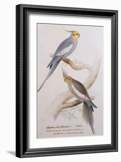 Nymphicus Nova-Hollandice (Gmel.), C.1831-Edward Lear-Framed Giclee Print