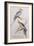 Nymphicus Nova-Hollandice (Gmel.), C.1831-Edward Lear-Framed Giclee Print