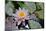 Nz Waterlily, 2018 (photo)-null-Mounted Premium Photographic Print