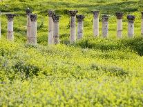 Roman columns rising above field of wildflowers-O. and E. Alamany and Vicens-Photographic Print