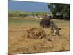Premium Photographic Print
