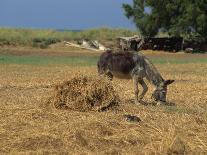 Donkey and Cat, Kastelli, Chania District, Crete, Greek Islands, Greece, Europe-O'callaghan Jane-Photographic Print