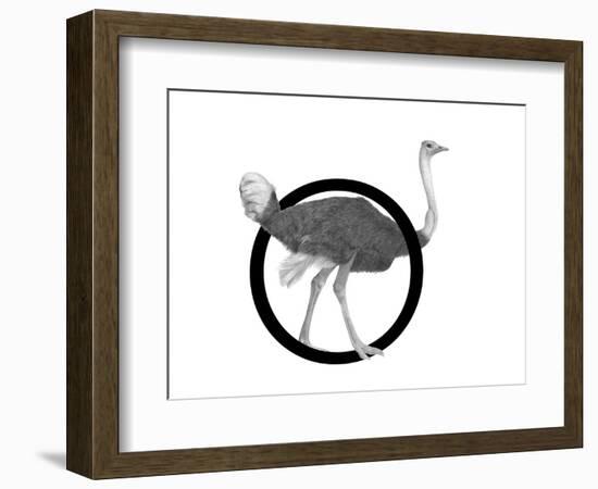 O is for Ostrich-Stacy Hsu-Framed Premium Giclee Print