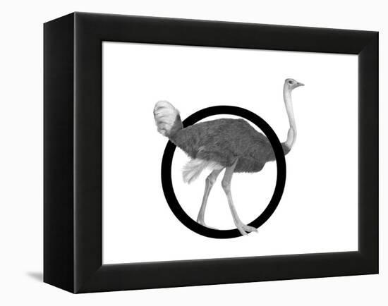 O is for Ostrich-Stacy Hsu-Framed Stretched Canvas