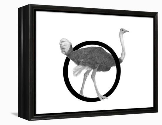 O is for Ostrich-Stacy Hsu-Framed Stretched Canvas