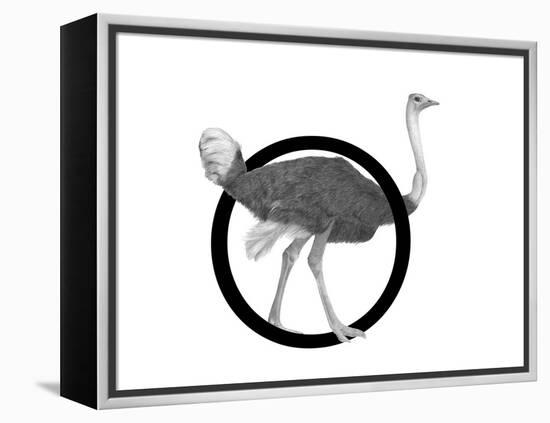 O is for Ostrich-Stacy Hsu-Framed Stretched Canvas