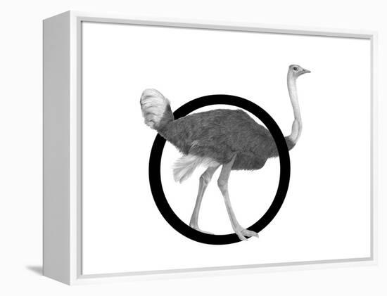 O is for Ostrich-Stacy Hsu-Framed Stretched Canvas
