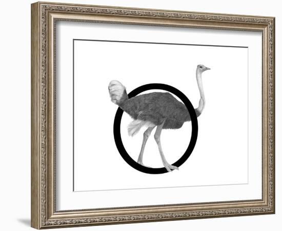 O is for Ostrich-Stacy Hsu-Framed Art Print