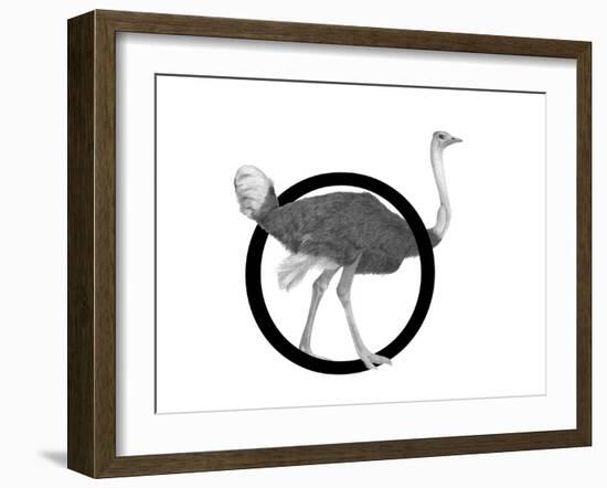 O is for Ostrich-Stacy Hsu-Framed Art Print