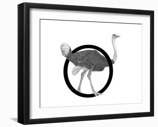 O is for Ostrich-Stacy Hsu-Framed Art Print