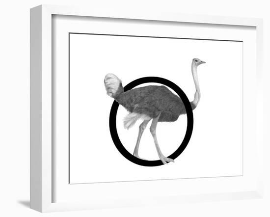 O is for Ostrich-Stacy Hsu-Framed Art Print