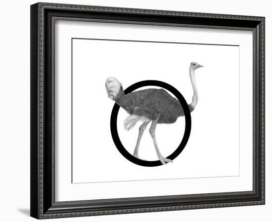 O is for Ostrich-Stacy Hsu-Framed Art Print