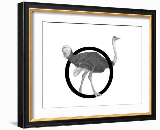 O is for Ostrich-Stacy Hsu-Framed Art Print