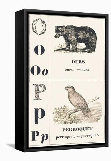 O P: Bear — Parrot, 1850 (Engraving)-Louis Simon (1810-1870) Lassalle-Framed Premier Image Canvas